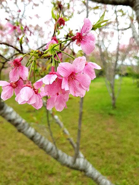 月湖莊園 (7).jpg