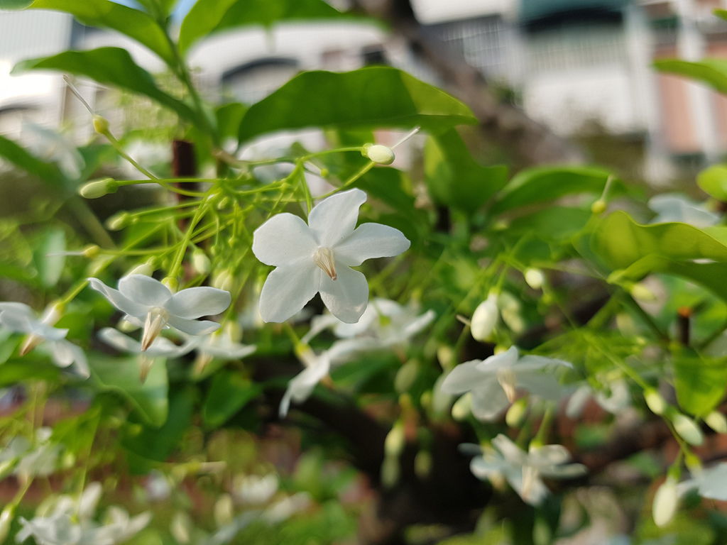 郭媽媽甕烤地瓜 (20).jpg