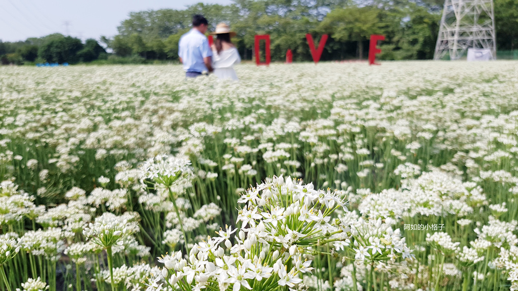 彰化,埤頭,九月雪,韭菜花,賞花,花季,韭菜花田,花海,彰化景點