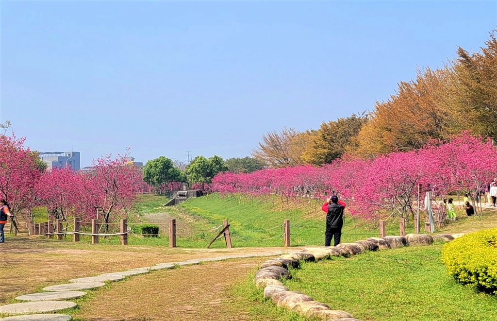中科崴立櫻花公園 (8).jpg 中科崴立櫻花公園 (8).jpg