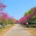 中科崴立櫻花公園 (4).jpg