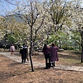 中科崴立櫻花公園 (2).jpg