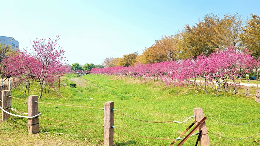 中科崴立櫻花公園 (7).jpg