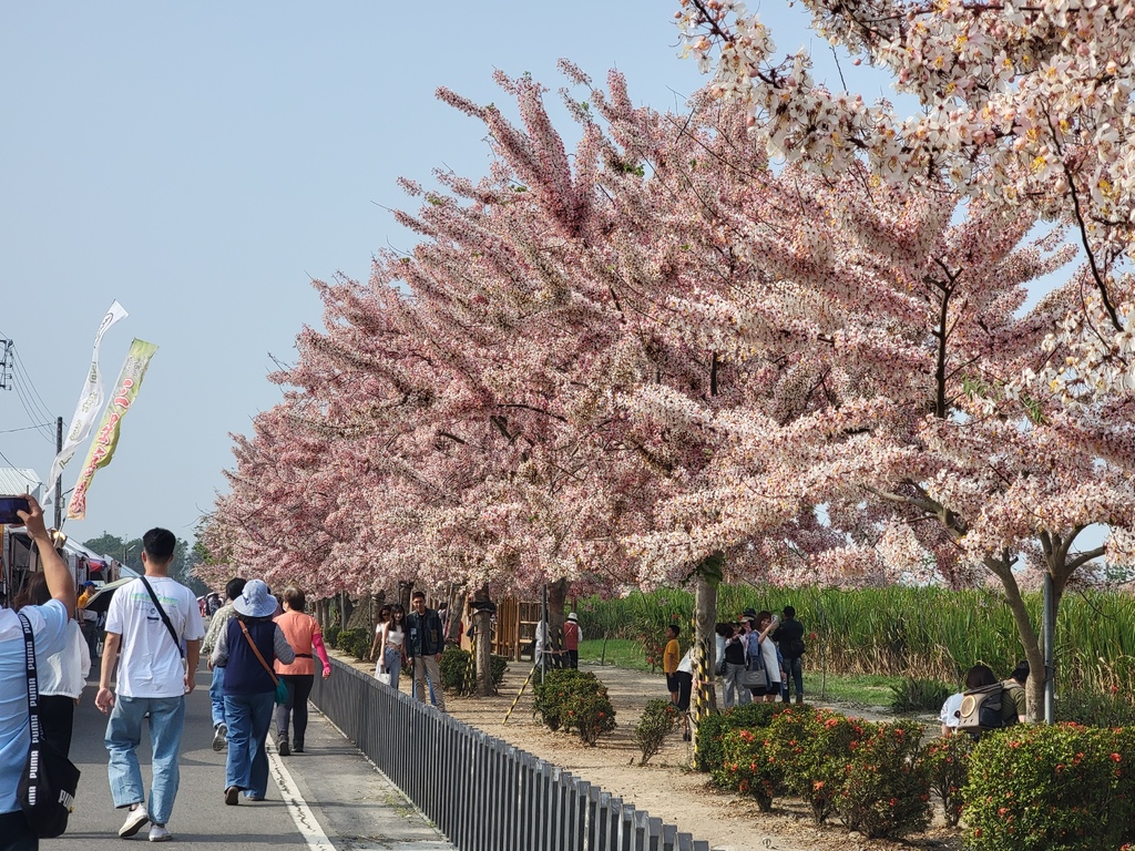 金砂里花旗木步道 (2).jpg