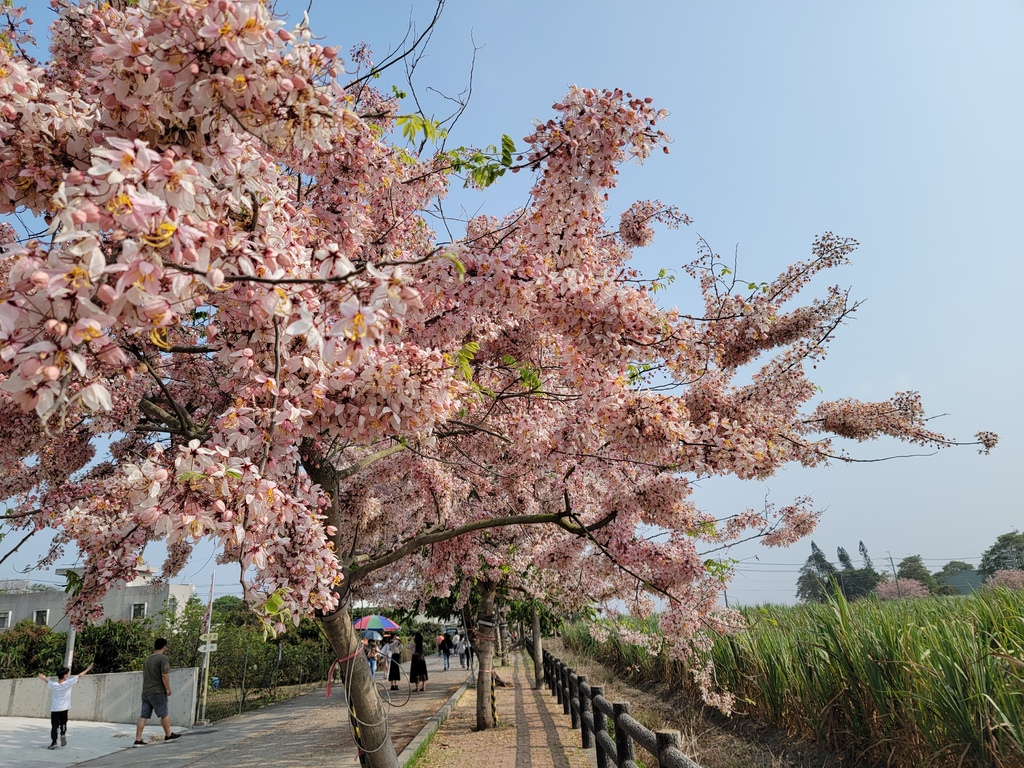 金砂里花旗木步道 (5).jpg