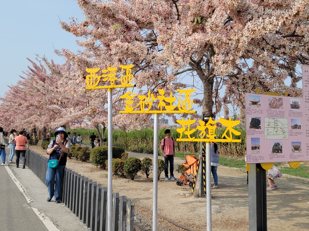 金砂里花旗木步道 (3).jpg