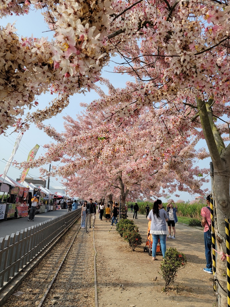 金砂里花旗木步道 (8).jpg