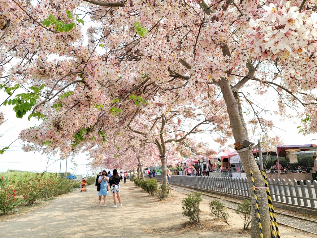 金砂里花旗木步道 (10).jpg