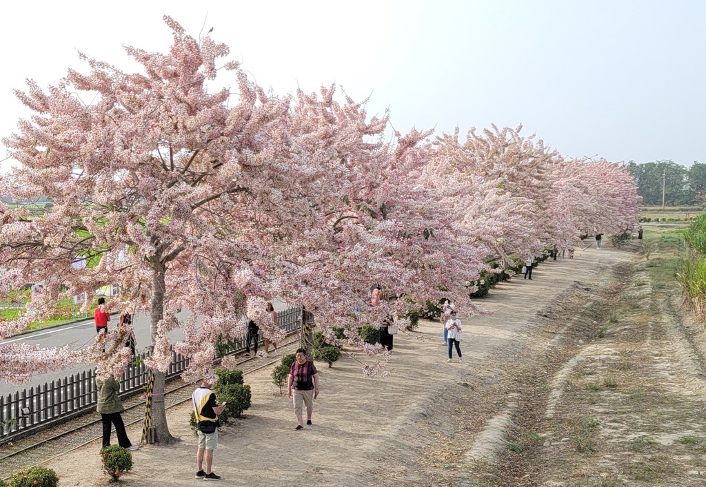 金砂里花旗木步道 (13).jpg