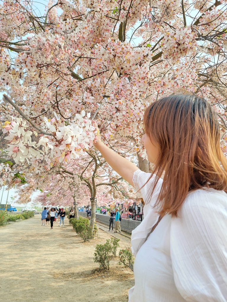 金砂里花旗木步道 (14).jpg