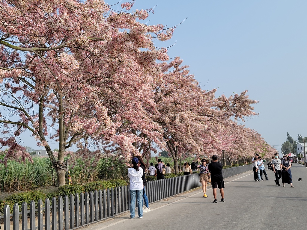 金砂里花旗木步道 (15).jpg