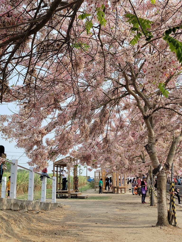 金砂里花旗木步道 (17).jpg