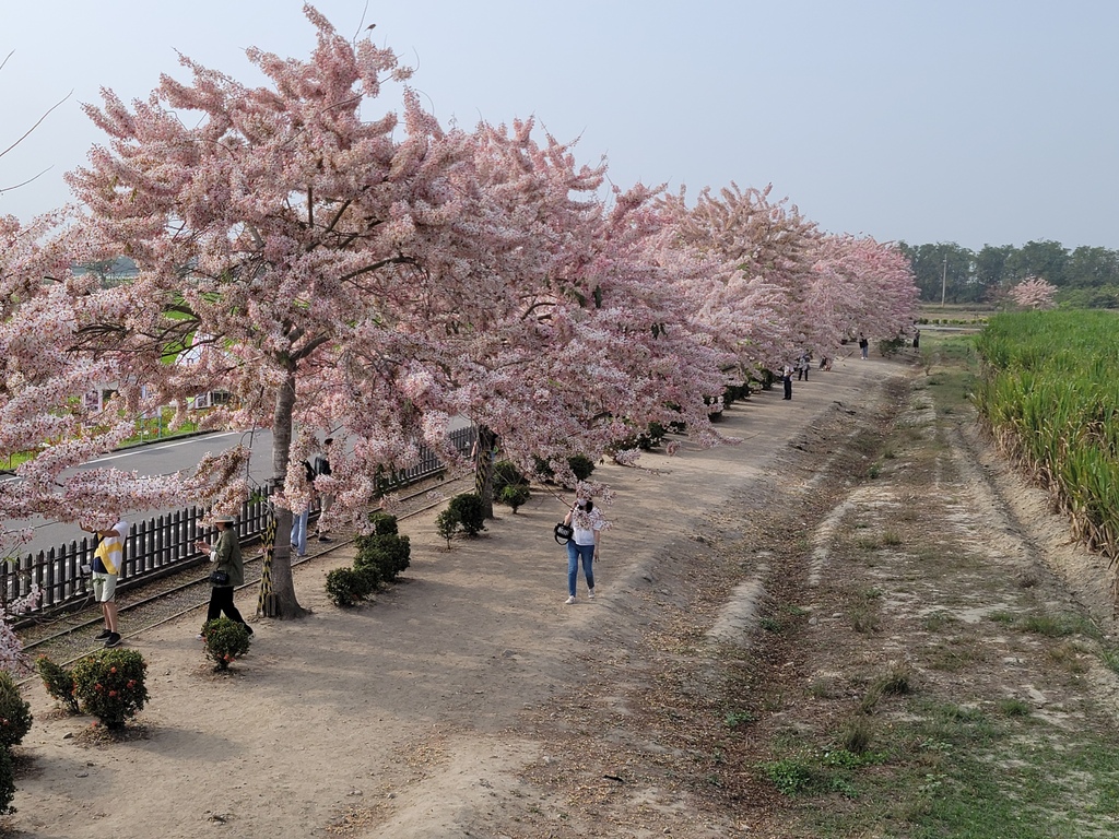 金砂里花旗木步道 (19).jpg