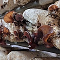 阿亮香菇園 (12).jpg