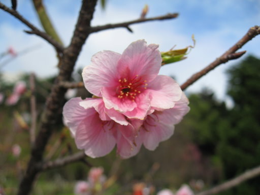 中正紀念堂美麗的櫻花