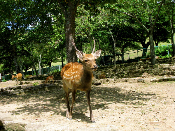 奈良公園