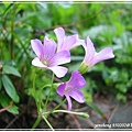 紫花酢漿草
