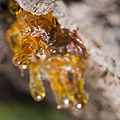 frankincense-resin.jpg