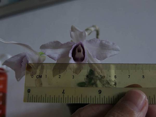 Den.anosmum fma.coerulea 'Huttonii'Xself diameter 7cm is accurate.JPG