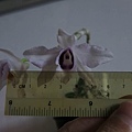 Den.anosmum fma.coerulea 'Huttonii'Xself diameter 7cm is accurate.JPG