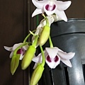 Den.parishii v.coerulea dtd 6Jun14-4.JPG