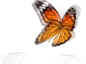 butterfly3