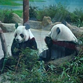 zoo 071.jpg