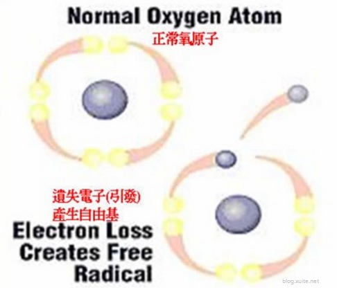 自由基產生.jpg