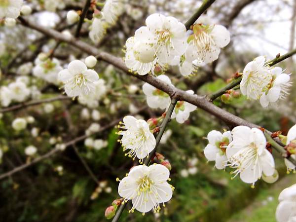 阿里山公路沿途梅花盛開5