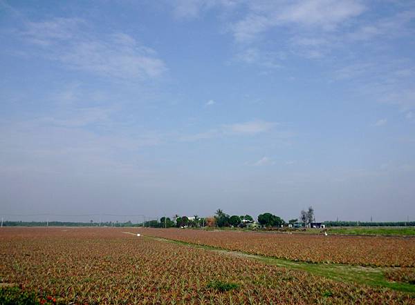 78-4北上省道邊的鳳梨田