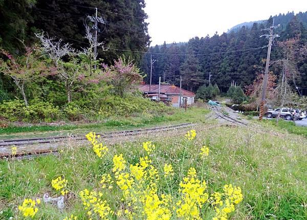 阿里山青年活動中心周邊1