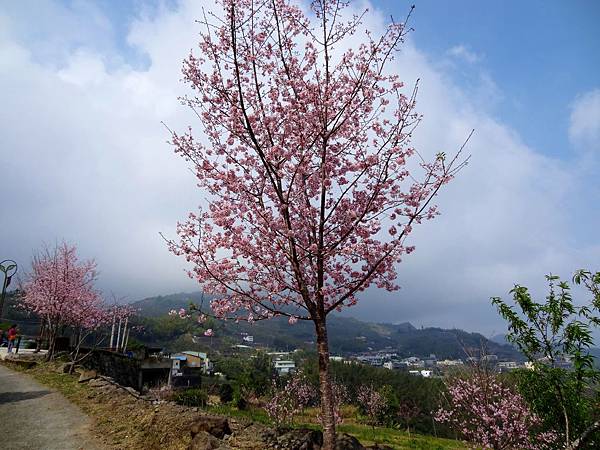 阿里山賞櫻 2