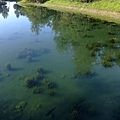 台東森林公園琵琶湖