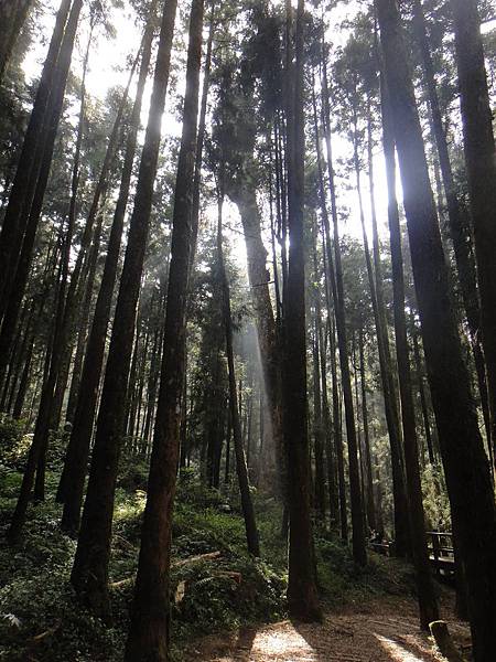 阿里山