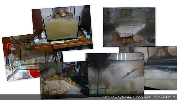 一點二尺海缸 一點二尺海缸