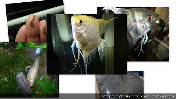 飼料添加劑 飼料添加劑