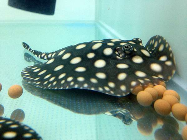 魟魚飼養初入門 漢寶哥的水族生活網 痞客邦