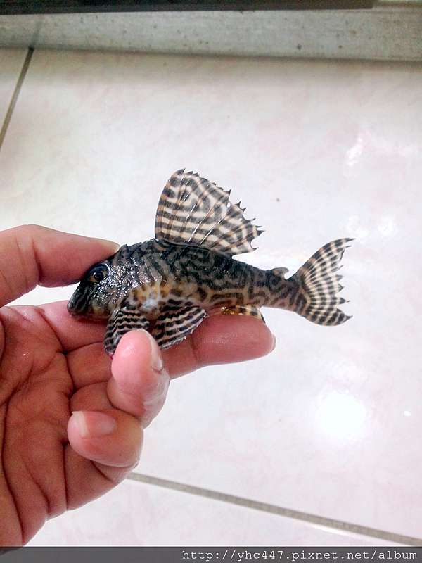 大抱卵與腹水的判斷 成因 解決 漢寶哥的水族生活網 痞客邦