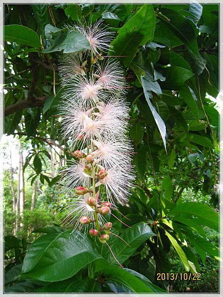花草世界_010 花草世界_010