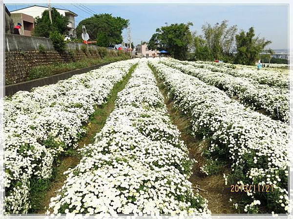 2013菊祥如芋_015