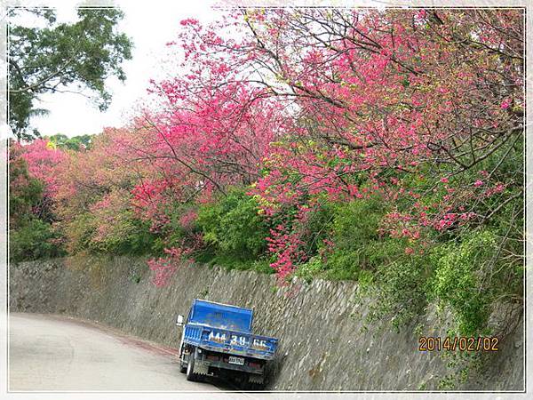 復興三路櫻花隧道_092.JPG