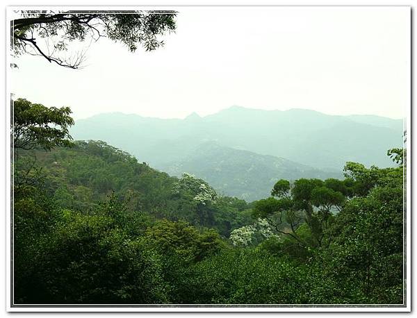 土城桐花公園_006.jpg