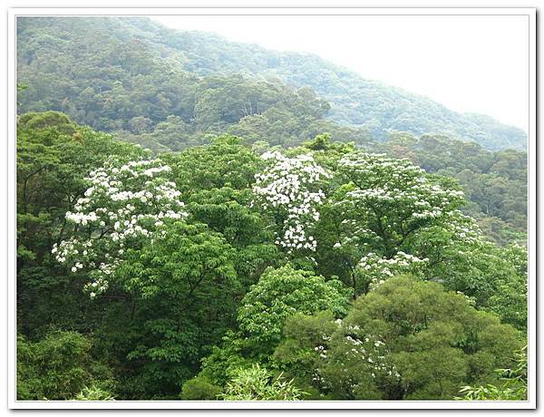 土城桐花公園_041.jpg