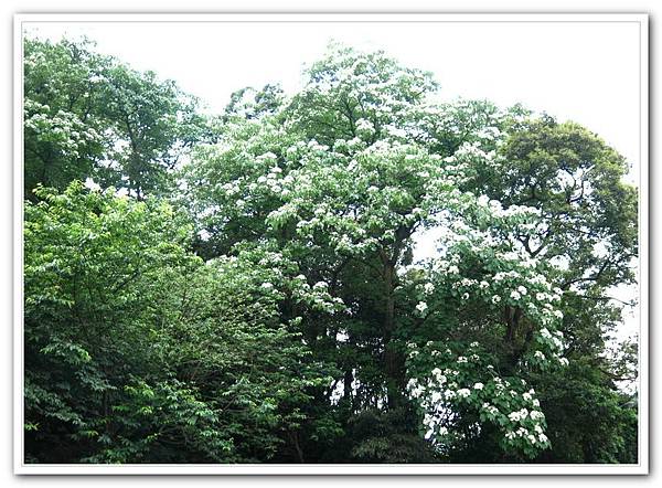 土城桐花公園_044.jpg