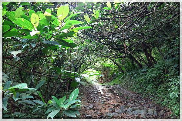 鷹石尖步道_022.jpg