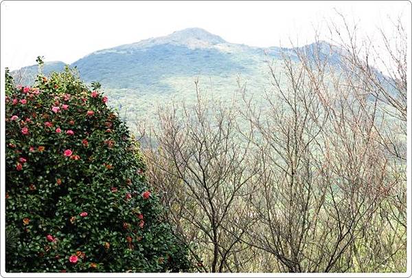 杜鵑茶花園_164.JPG