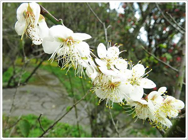 杜鵑茶花園_153.jpg