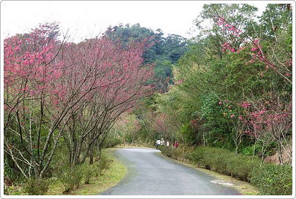 二格山步道賞櫻_73.jpg