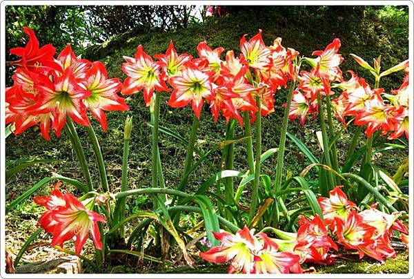 賞孤挺花_58.jpg 賞孤挺花_58.jpg