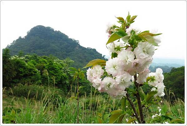 夢幻桐花步道_80.JPG